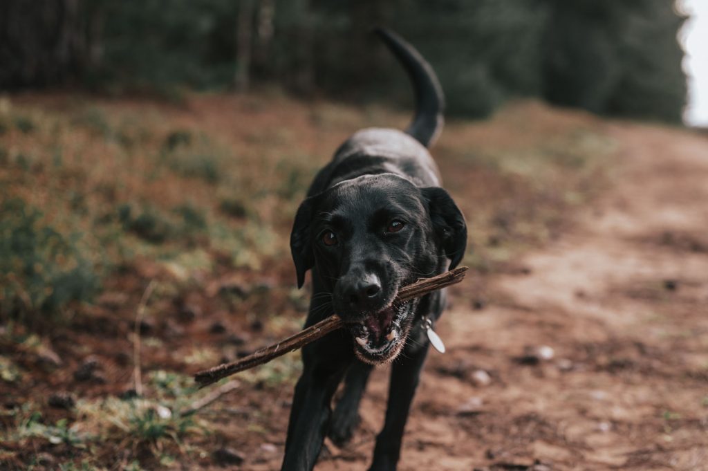 Dog and owner in sherwood pines Nottinghamshire