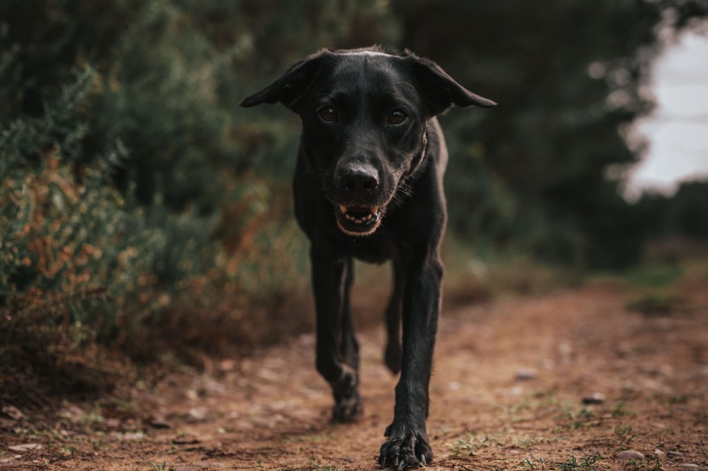 Dog and owner in sherwood pines Nottinghamshire