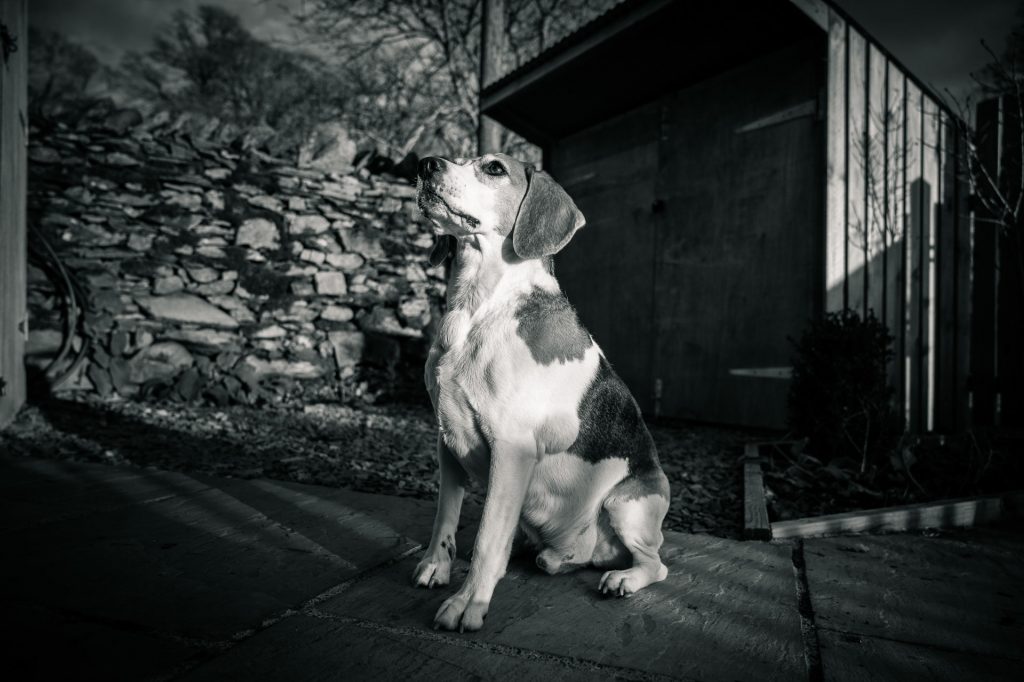 Black and white beagle picture
