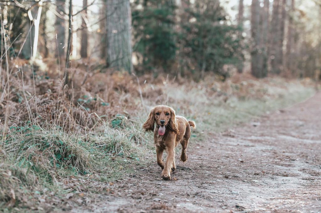Cocker spaniel