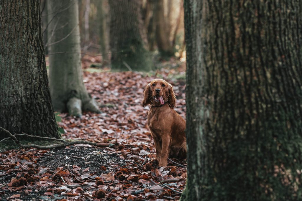 Cocker spaniel