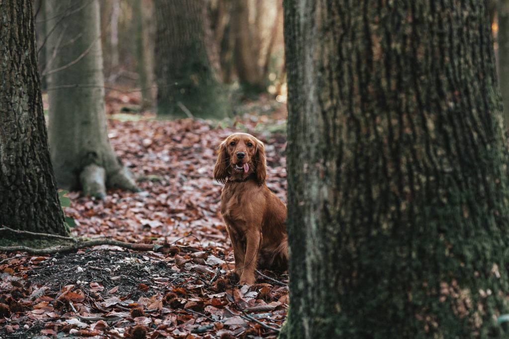 Cocker spaniel in the woods