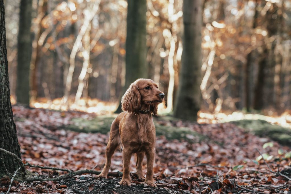 Cocker spaniel