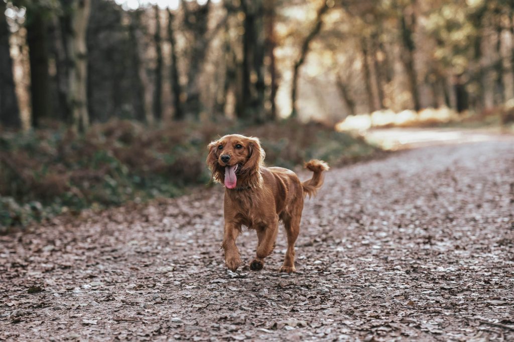 Cocker spaniel