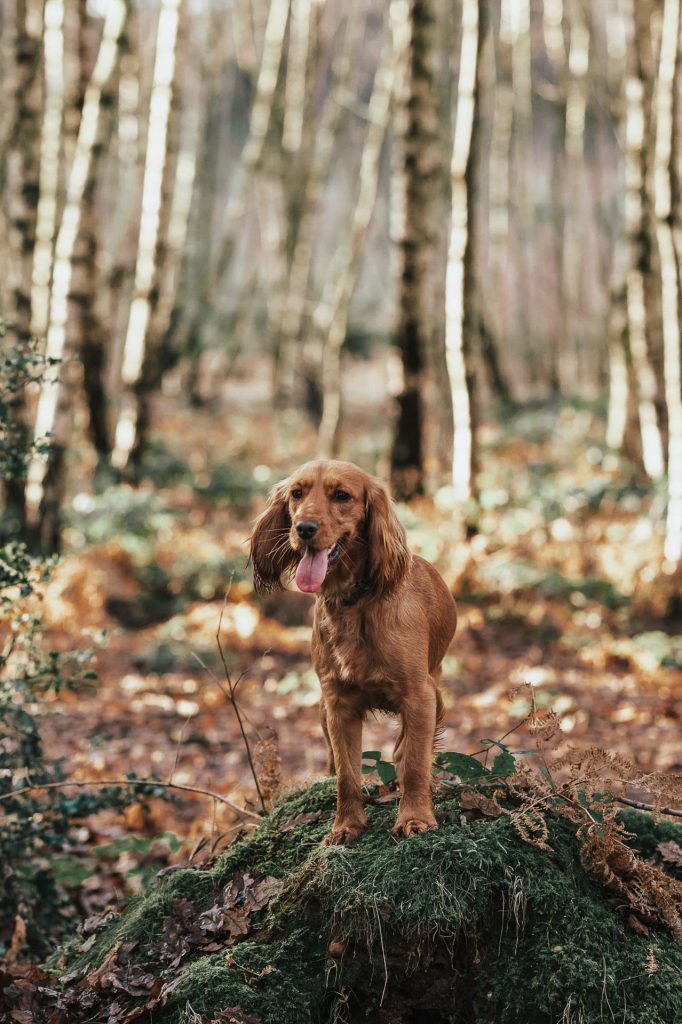 Cocker spaniel on mound