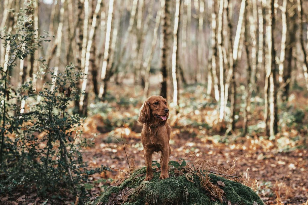 Cocker spaniel on mound