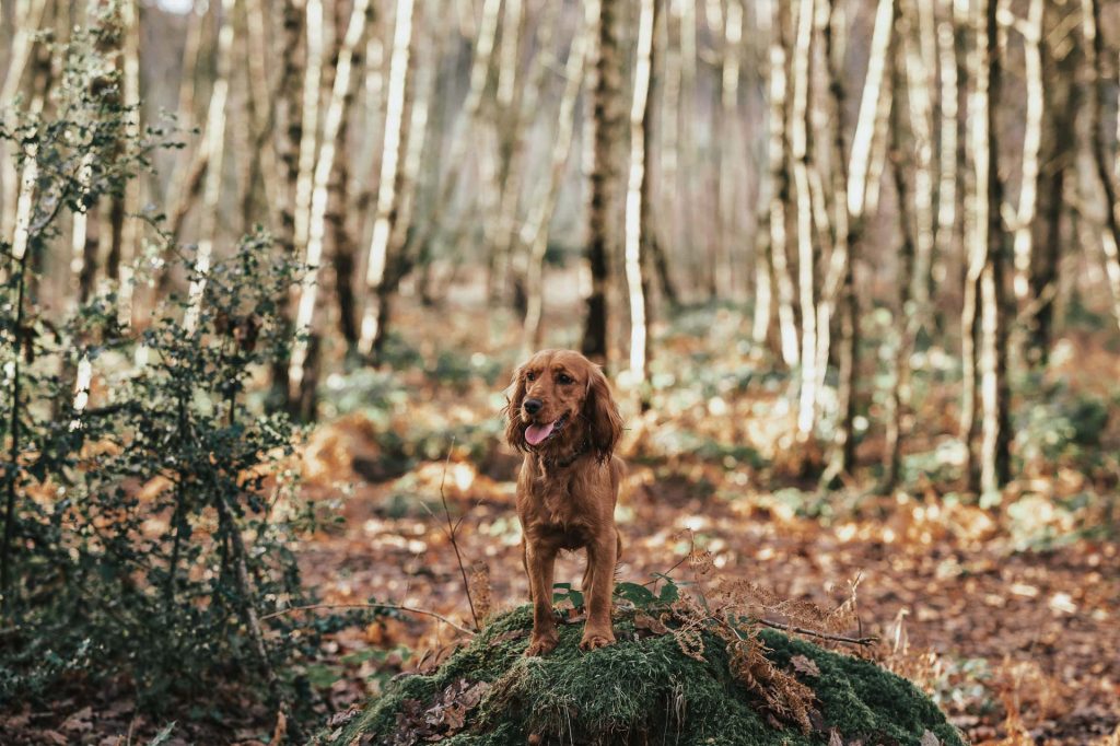 Cocker spaniel on mound
