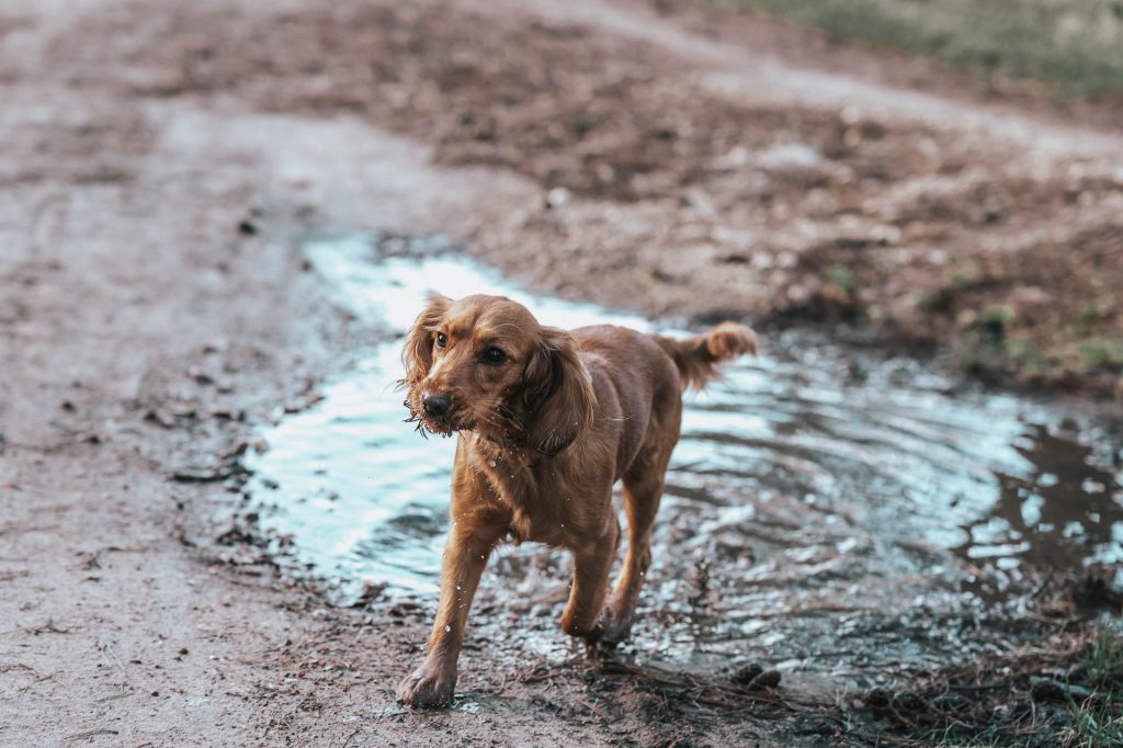 Cocker spaniel in puddle