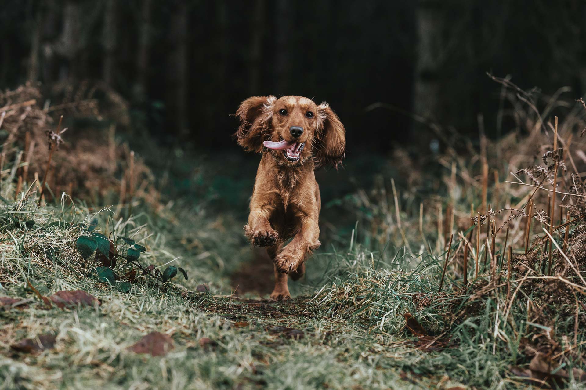 Spaniel running out of woods