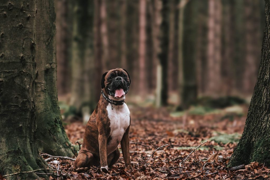 Boxer dog