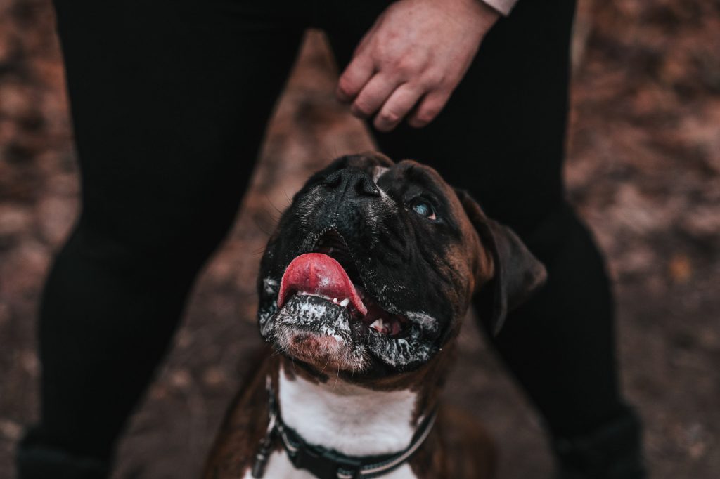 Boxer dog