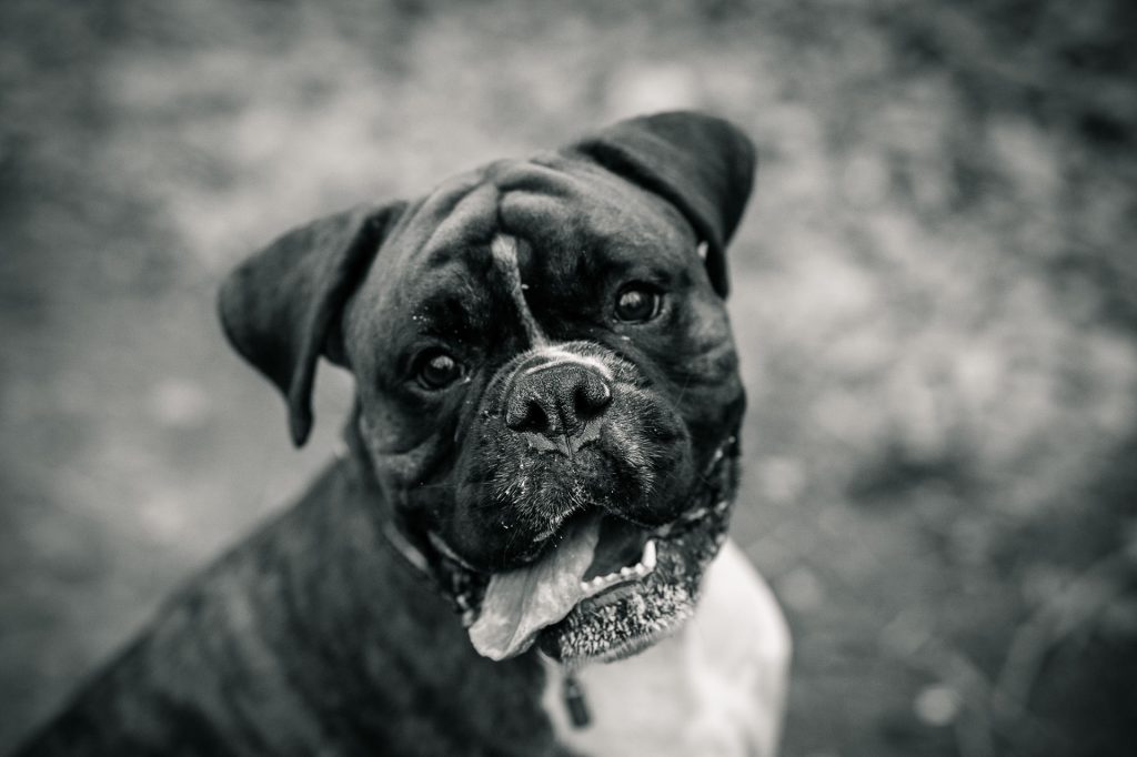 Boxer dog