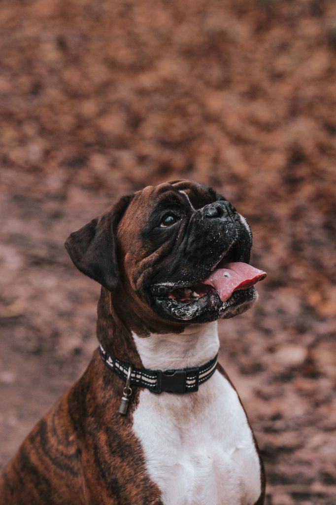 Boxer dog