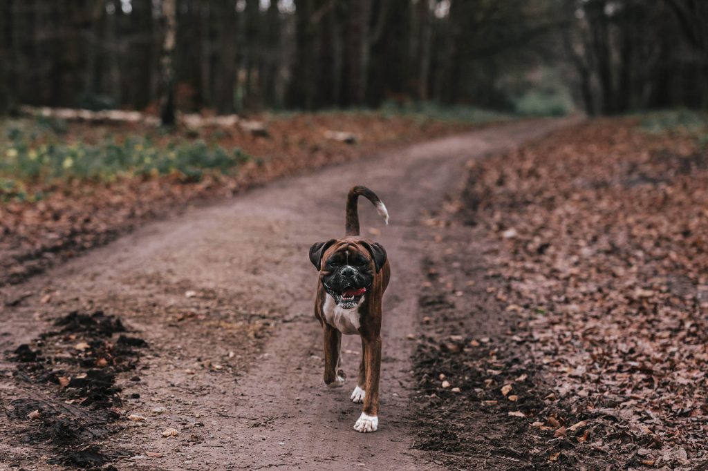 Boxer dog