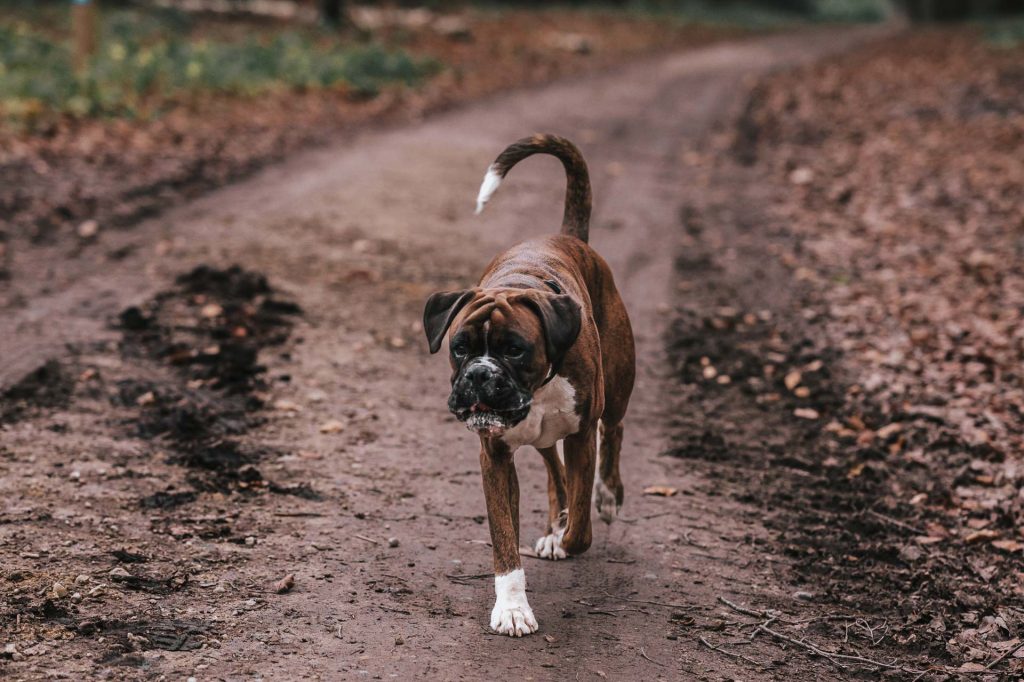 Boxer dog