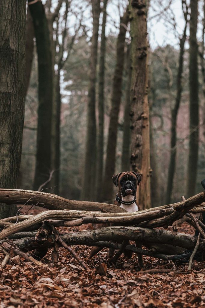 Boxer dog sat behind fallen branch