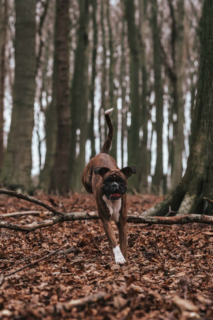 Boxer dog jumping over branch