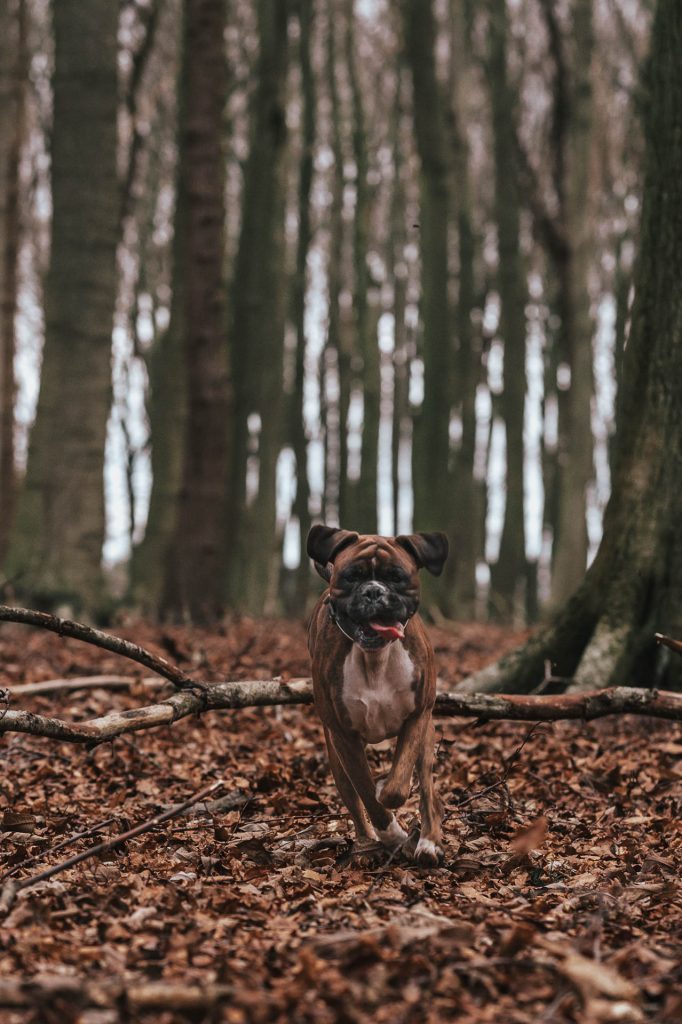 Boxer dog running
