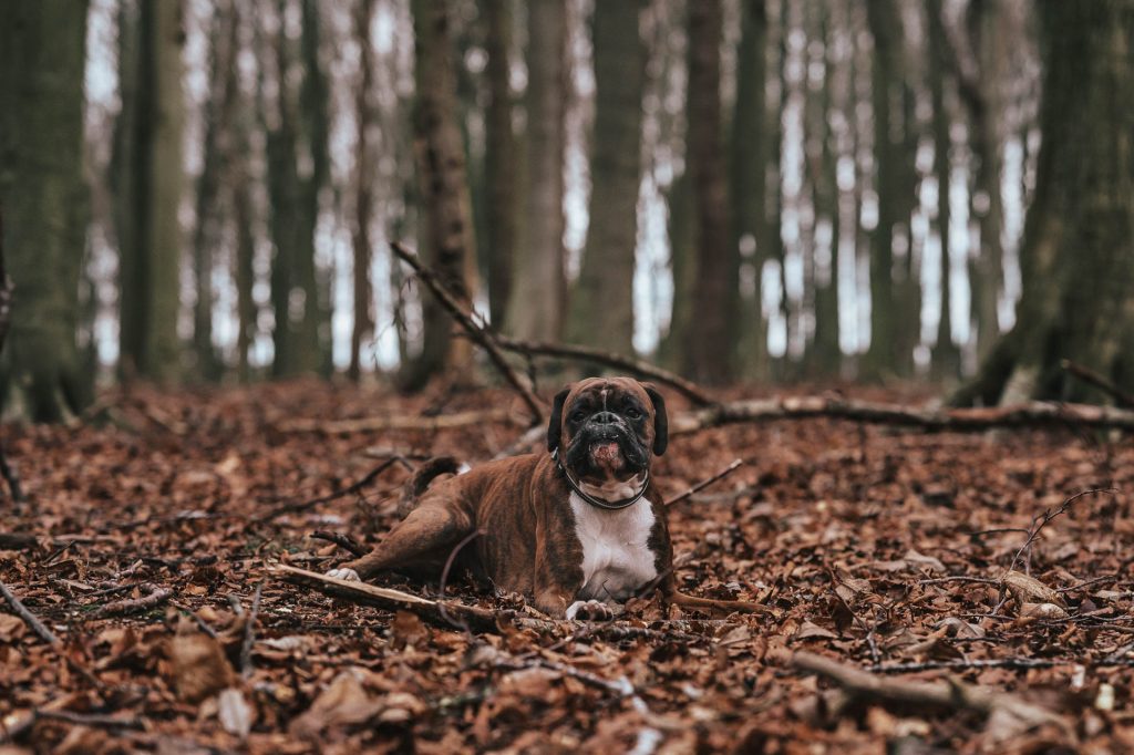 Boxer dog laying down