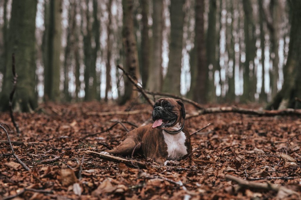 Boxer dog laying down