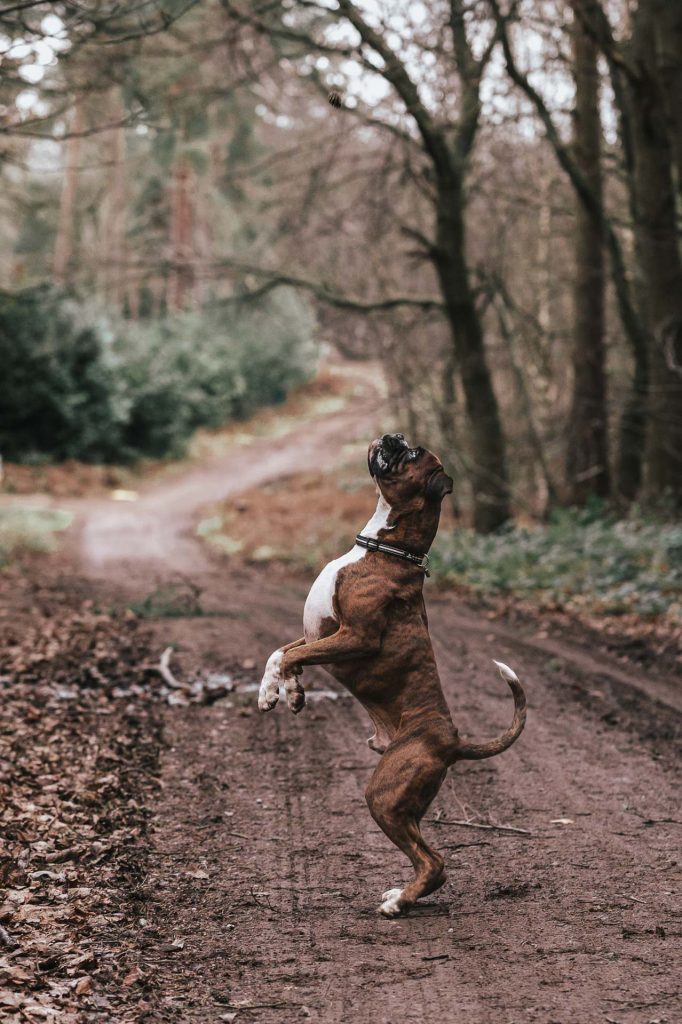 Boxer dog