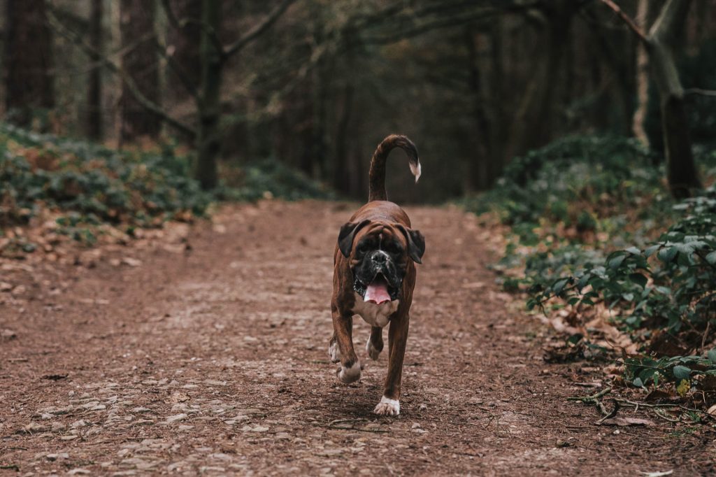 Boxer dog