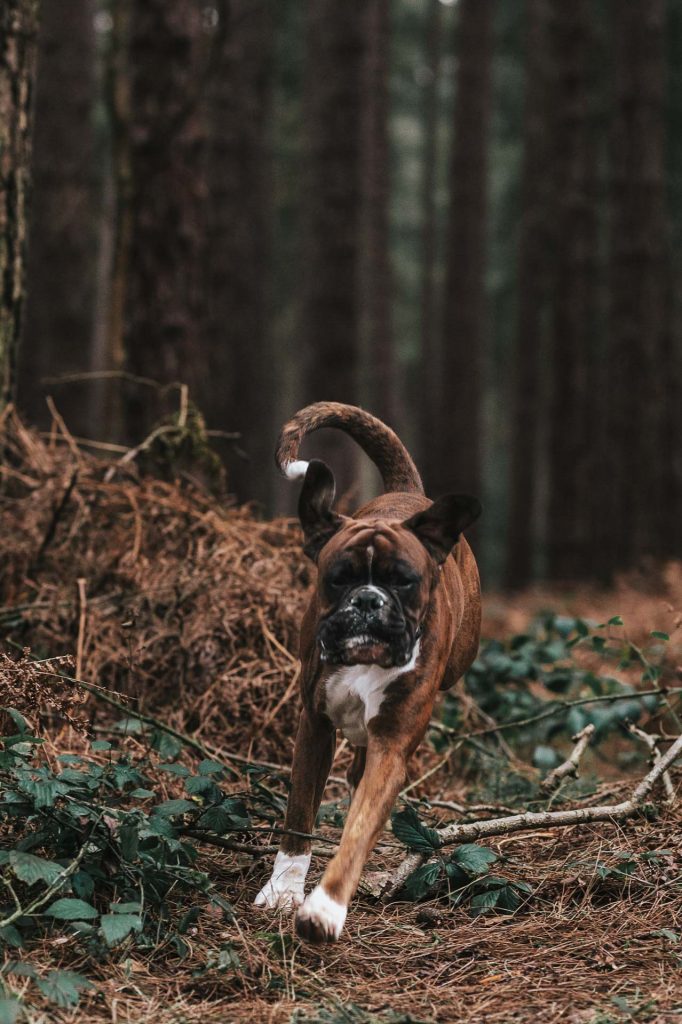 Boxer dog jumping over a branch