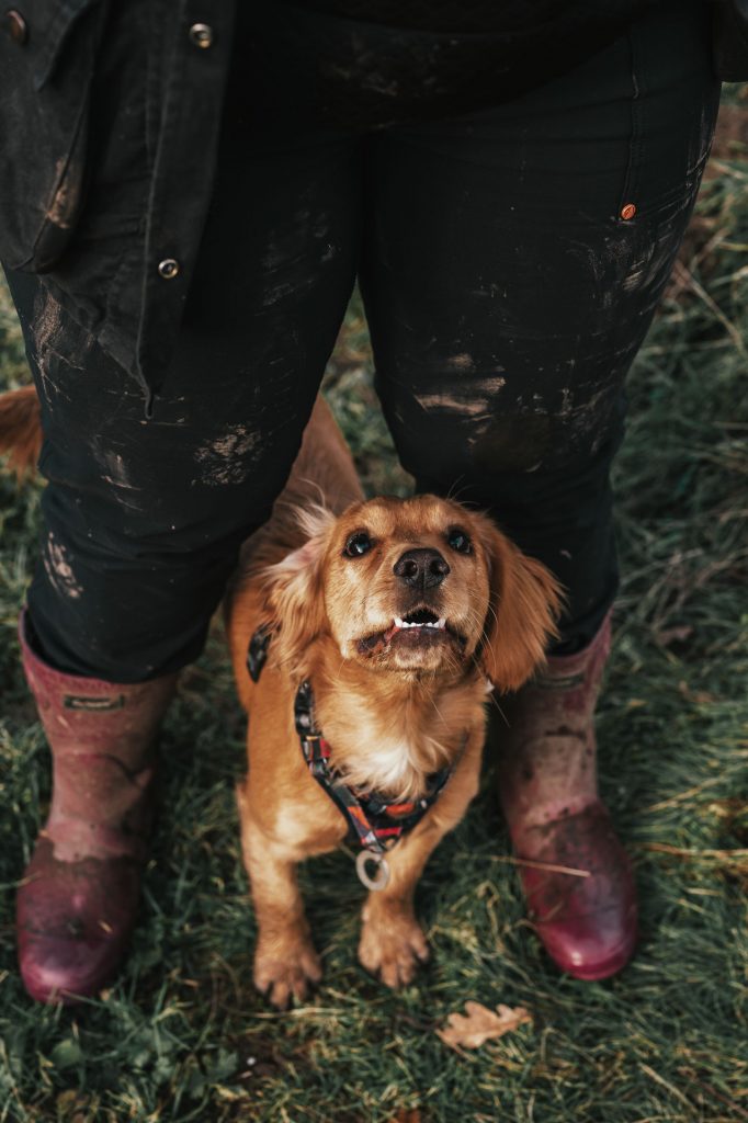 Spaniel puppy in between feet of owner