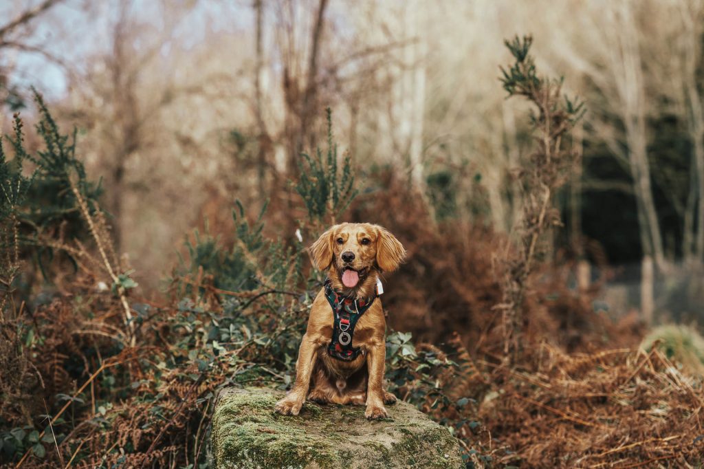 Spaniel on a rock