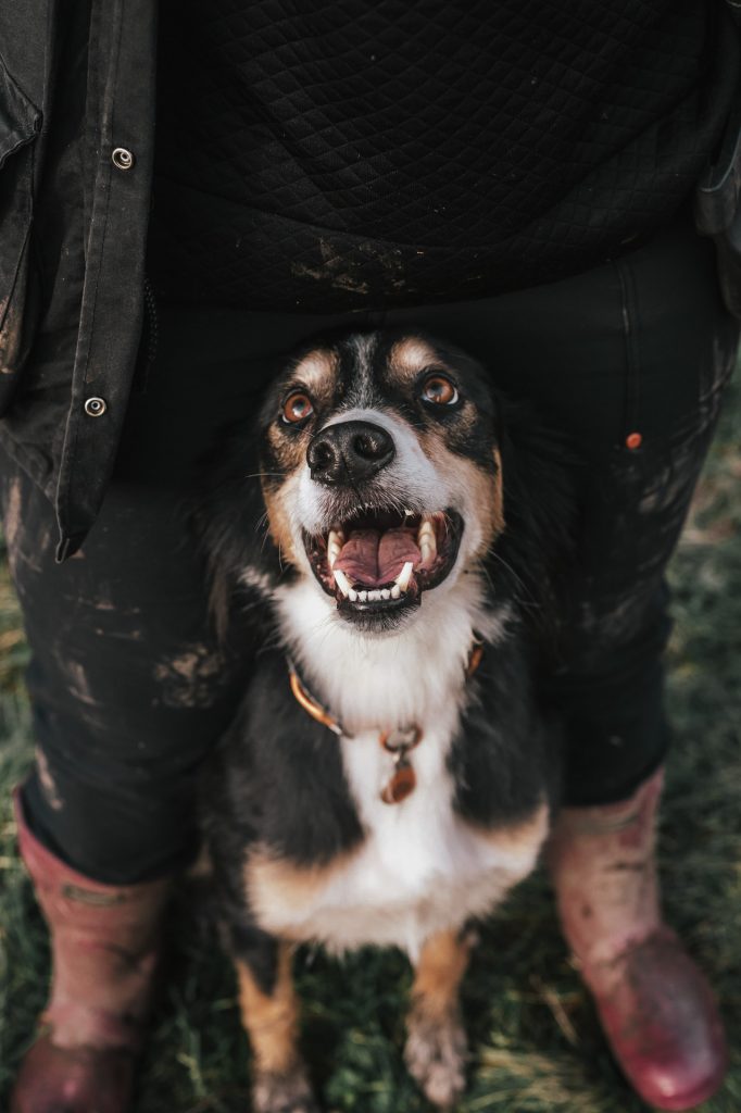 Collie cross greyhound in between owners legs