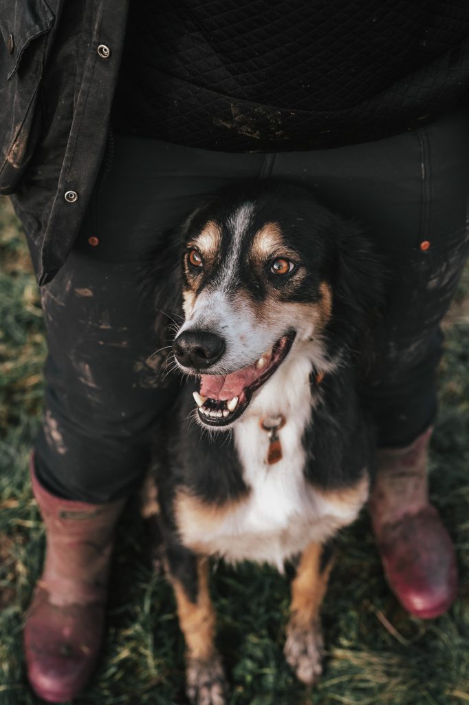 Collie cross greyhound in between owners legs