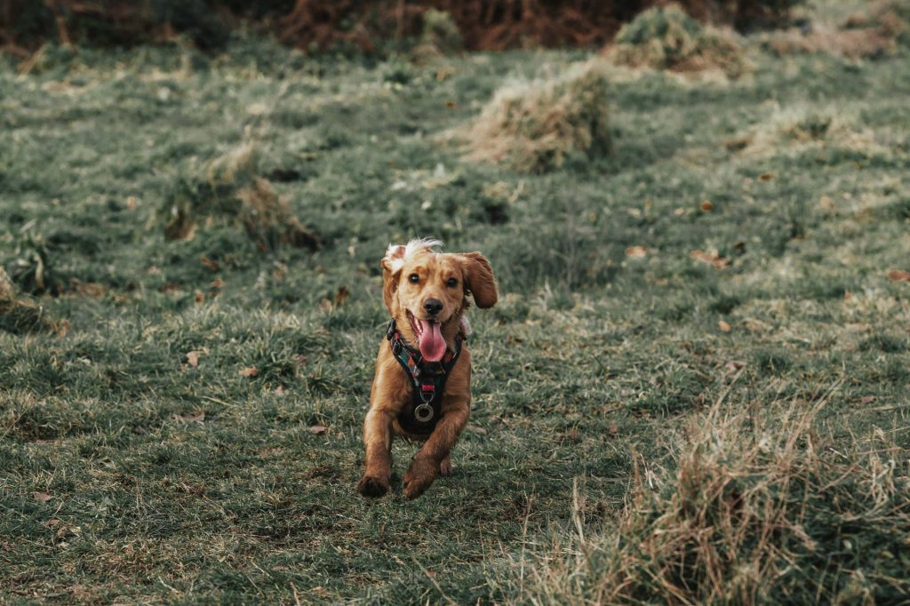 Spaniel running