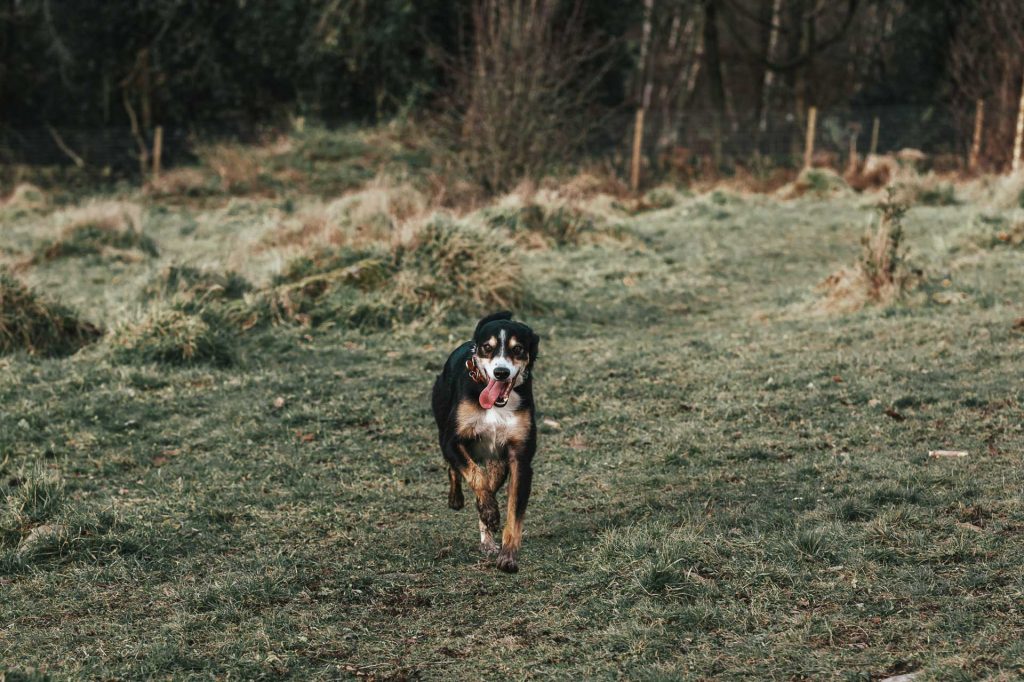 Collie cross greyhound running