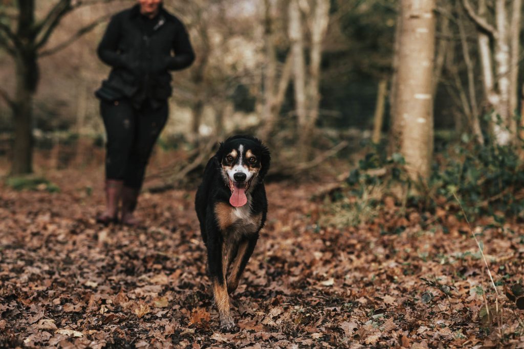 Collie cross greyhound walking