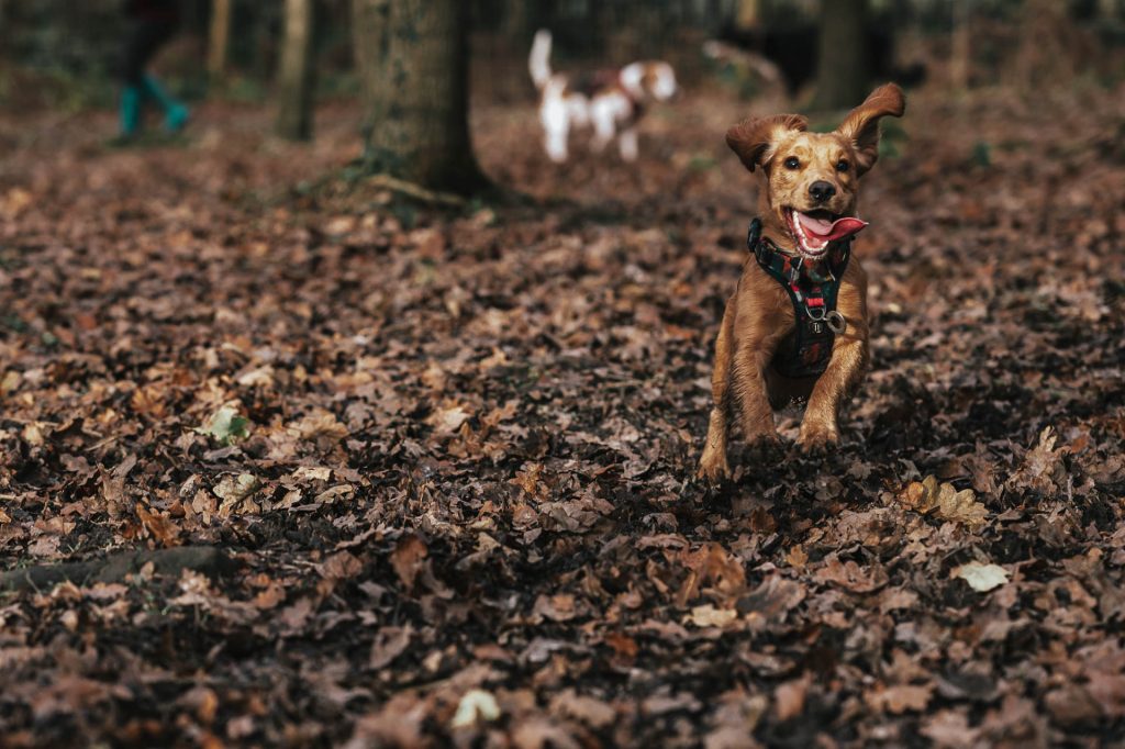Spaniel running