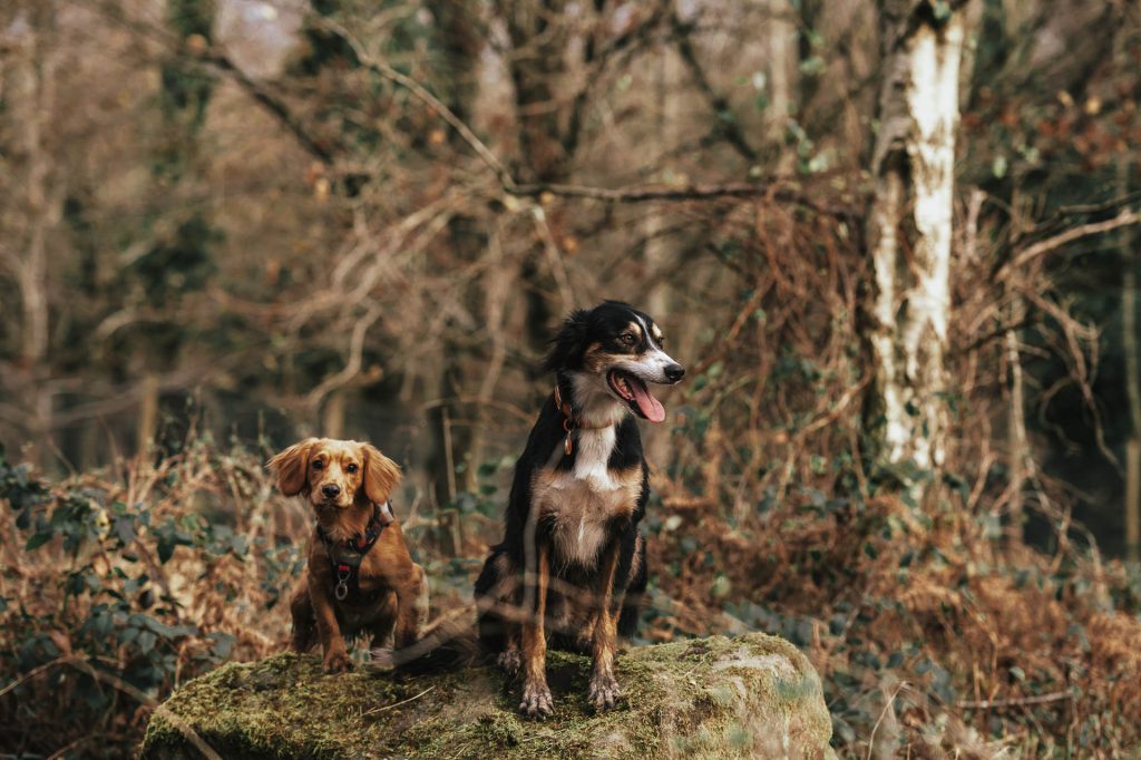 2 dogs on a rock