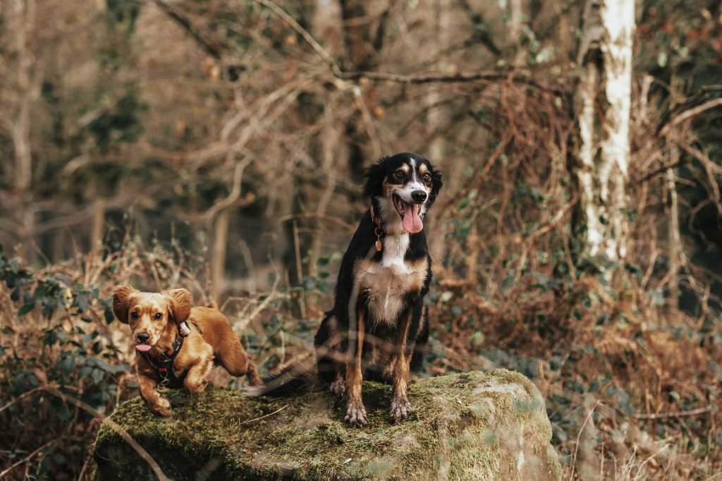 2 dogs on a rock