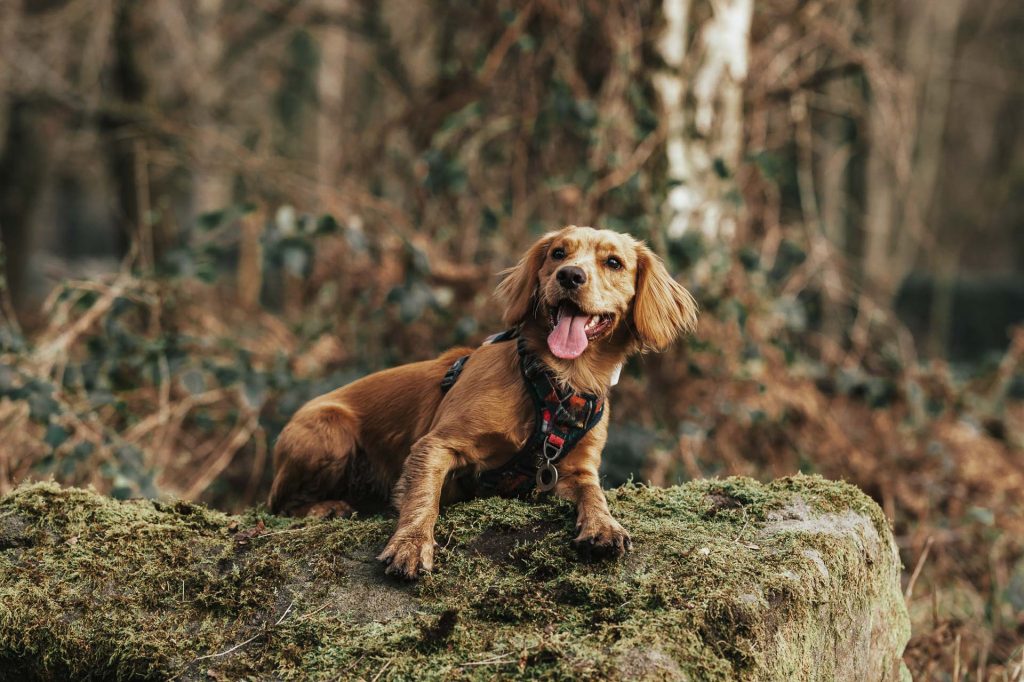 Spaniel