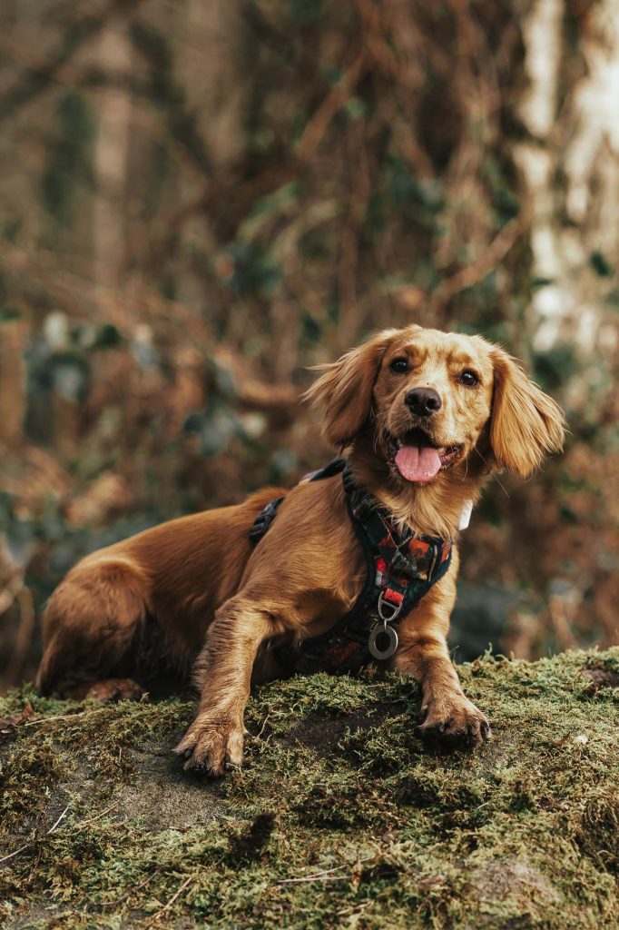 Spaniel on a rock