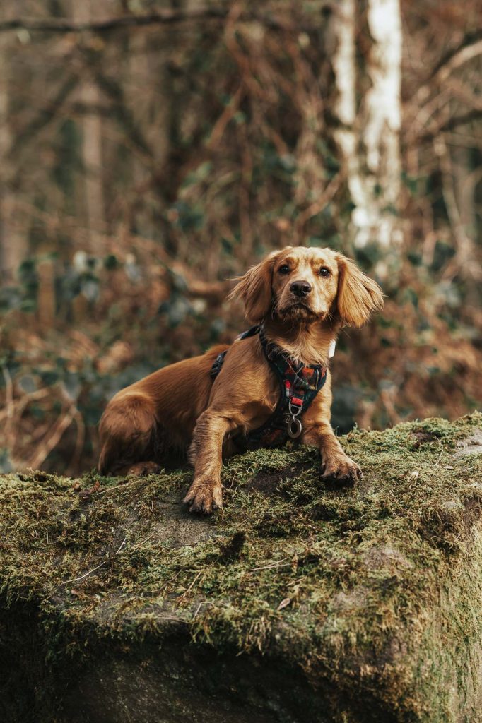 Spaniel laying on rock
