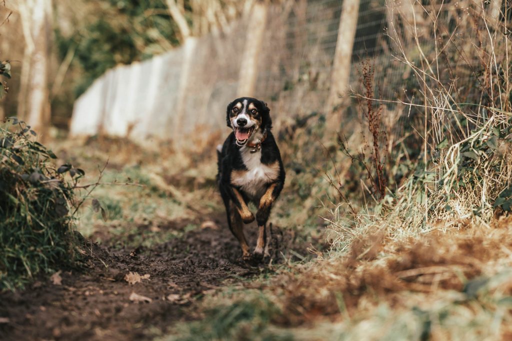 A happy dog with a black and tan coat running along a muddy path with vegetation on the sides.