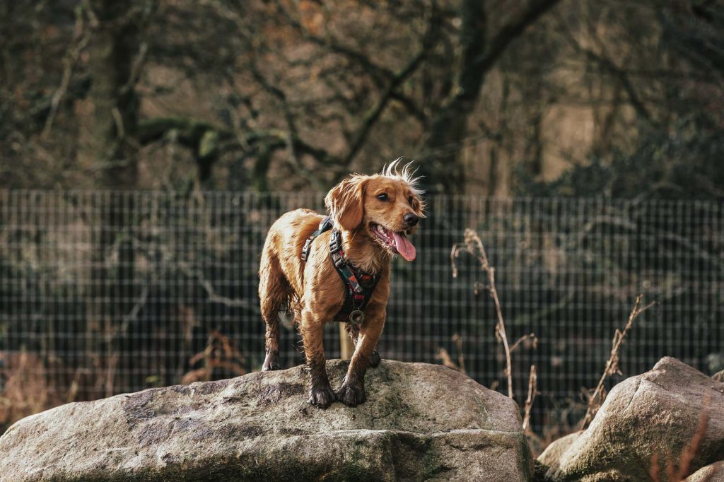 Spaniel dog
