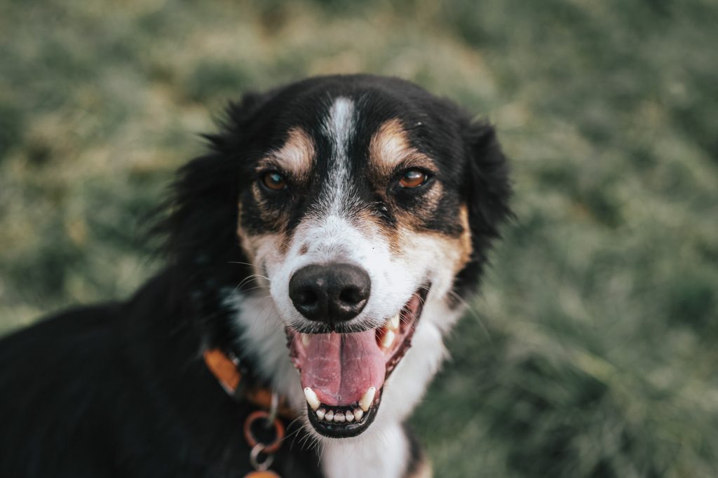Collie cross greyhound dog