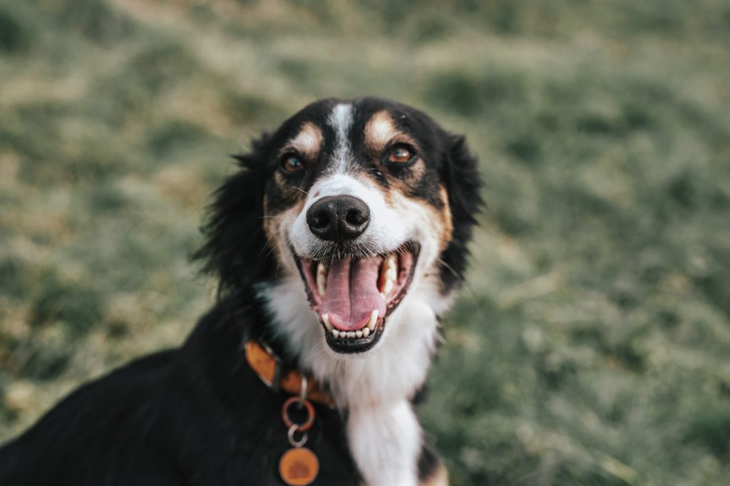 A happy black and white dog with brown eyes, wearing an orange collar, smiling at the camera with its mouth open and tongue visible, against a blurry grass background.
