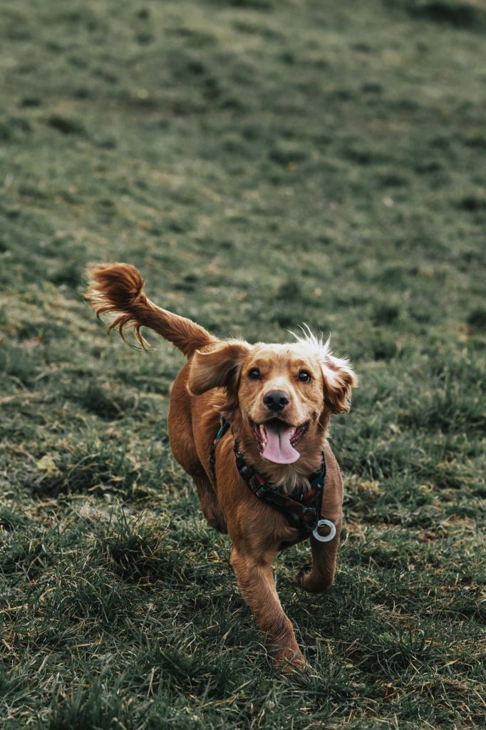 Young spaniel dog running