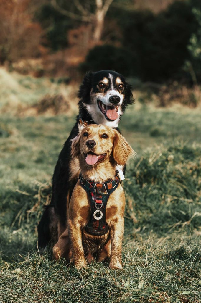 Spaniel in front of collie cross greyhound