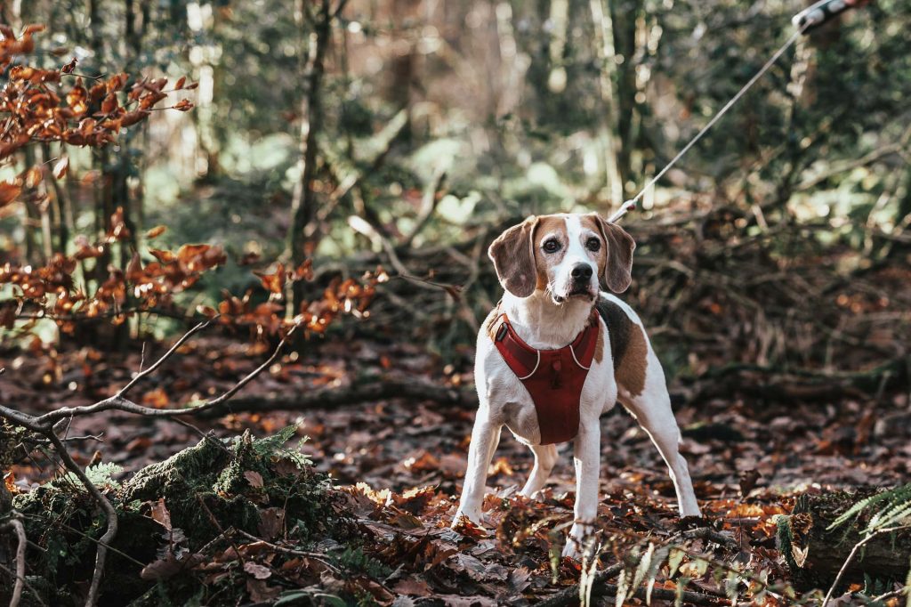 Beagle in woods