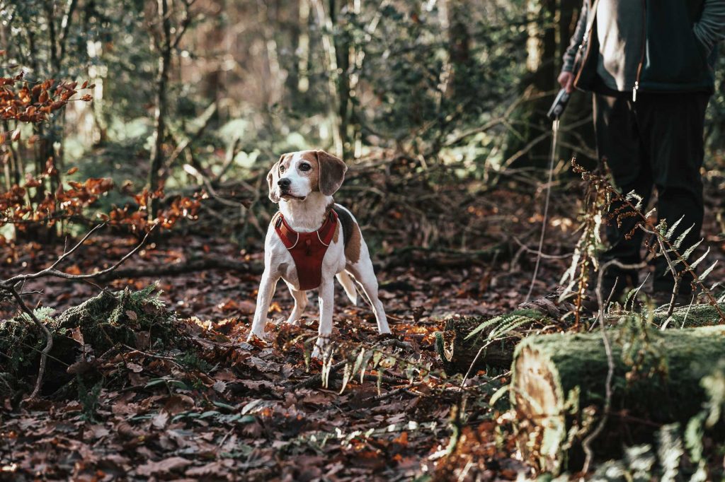 Beagle in woods