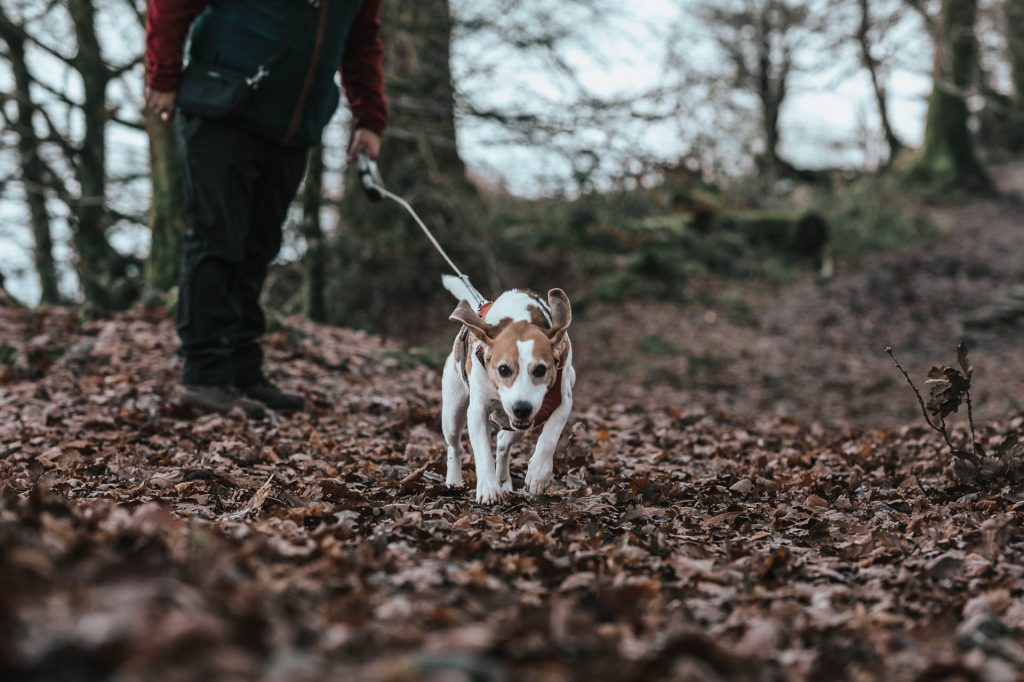 Beagle running