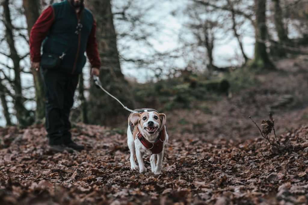 Beagle running